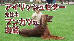 ワンコ紹介その4:ブンカツ