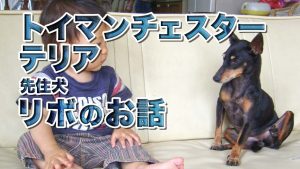 ワンコ紹介その5:リボ